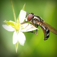 /album/mmagrintarowward/photolia-a02-jpg/