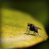 /album/mmagrintarowward/photolia-a07-jpg/